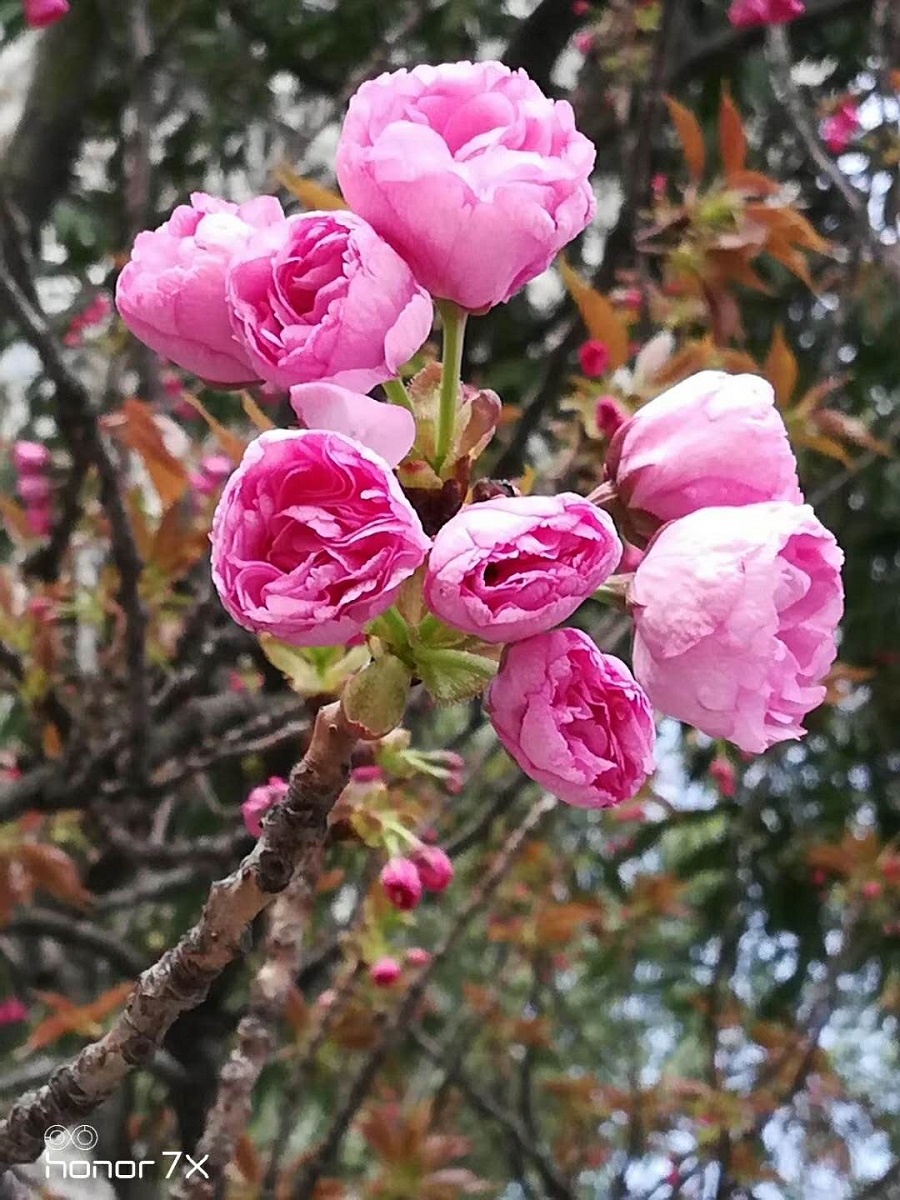 1553771920139250.jpg webwxgetmsgimg(3).jpg